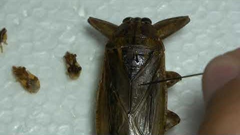 HOW TO PIN INSECTS #2: PINNING TRUE BUGS