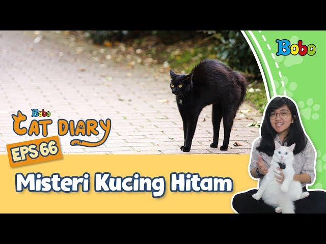Kucing Hitam Sering Dikaitkan Dengan Cerita Seram Atau Nasib Buruk Simak Asal Mulanya Di Video Ini Bobo