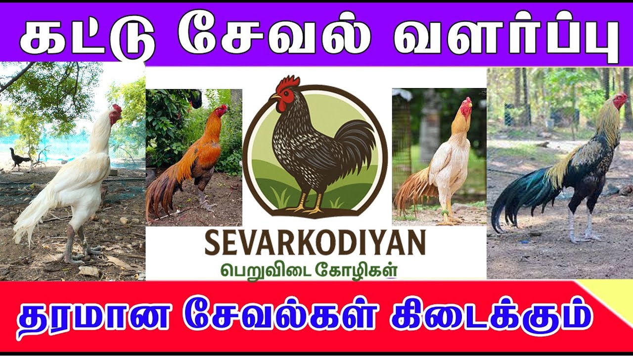 கட்டுசேவல்கள்   பெறுவிடைகோழிகள் மற்றும்  கோழிக்குஞ்சு வளர்ப்பு முறையும் விற்பனையும் 🐓#kattuseval