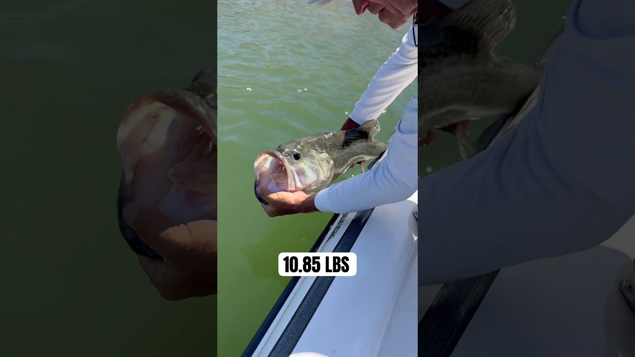 The release on my dad's 1st DD! #bassfishing - YouTube