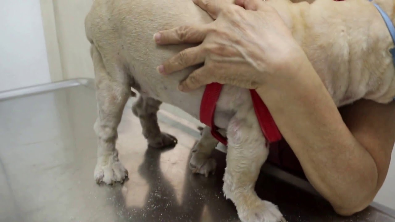 A Shih Tzu X has generalised ringworm Pt 2 skin scraping, hair