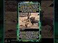 Lion vs Buffalo Herd: The King's Fatal Mistake#LionVsBuffalo #PreyFightsBack #AfricanSavanna