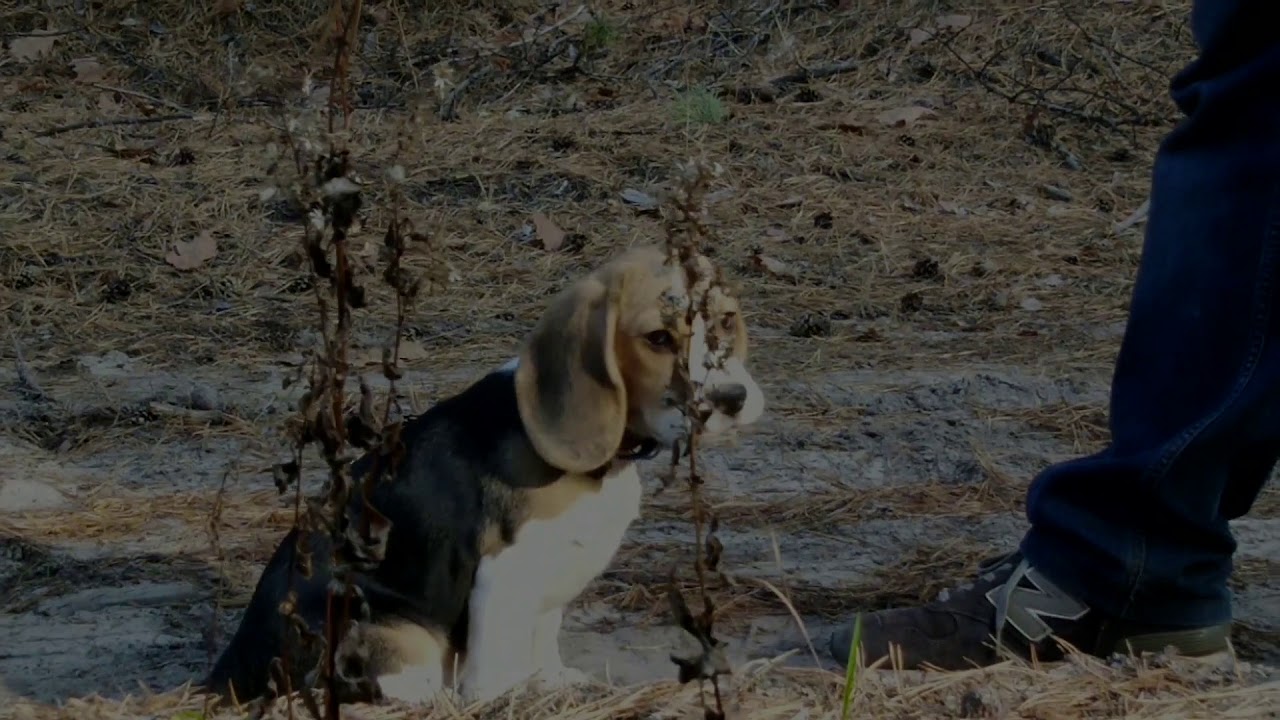 Эська осваивает овражек в лесу - YouTube