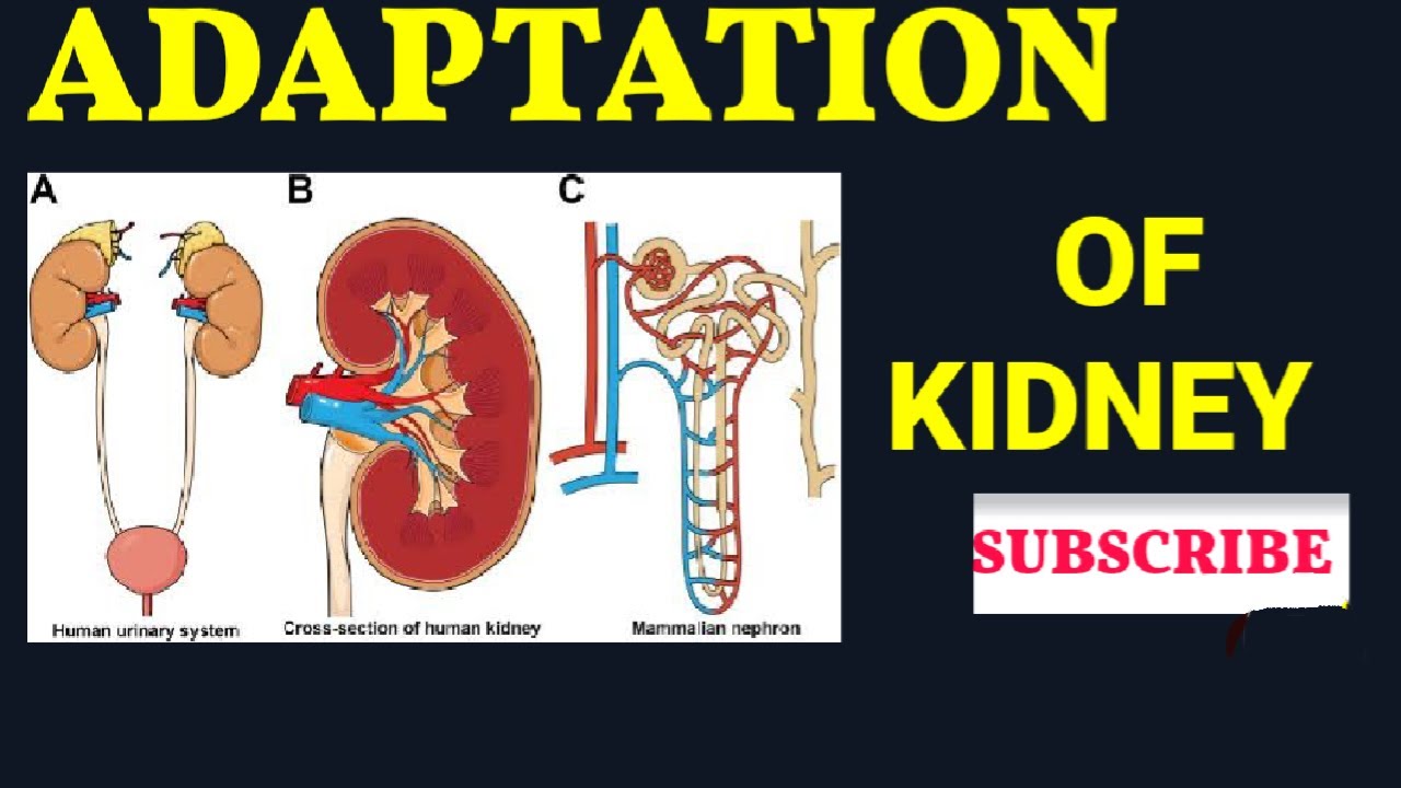 Adaptation of kidney and effect of hormones on its working