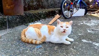 小さな祠の後ろに野良猫がいたのでナデナデすると他の猫もモフられに来た
