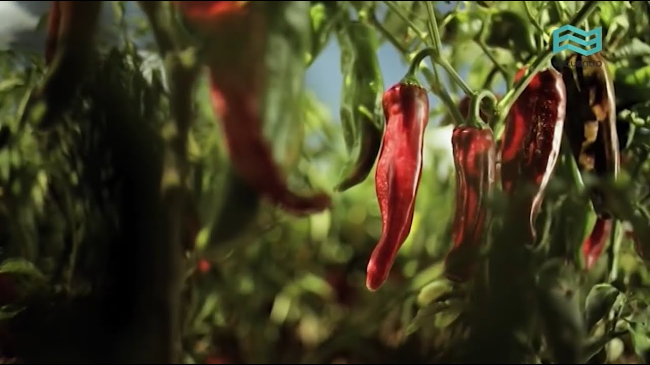 La ruta de las especias: El Pimiento ó Chile 🌶️ - Canal Encuentro