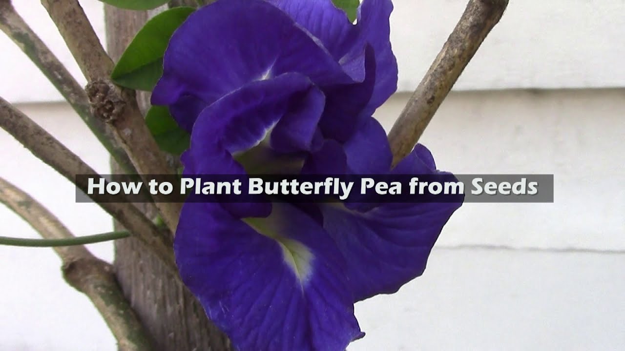 How to plant Butterfly Pea from Seeds YouTube