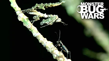 Moss Mantis Vs Jungle Tiger Beetle | MONSTER BUG WARS