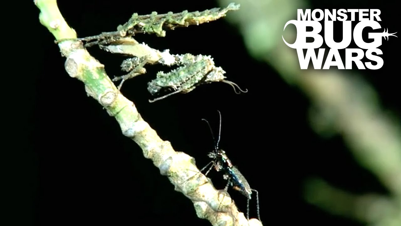 Moss Mantis Vs Jungle Tiger Beetle | MONSTER BUG WARS