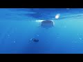 Swimming with Whale Sharks