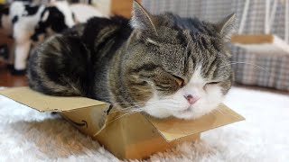 ひっそりと壊れる箱とねこ。Maru and the box which breaks quietly.