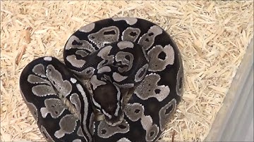 1 2020 Male VPI Axanthic het Clown Ball Python