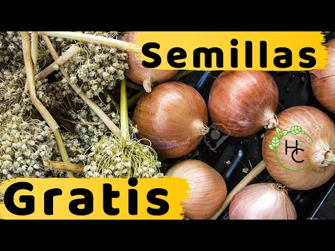 Video: Recolección de semillas de cebolla - Cómo recolectar semillas de cebolla