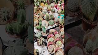 Viral # Plaza Hollandi Plant Nursery very beautiful screenshot 2