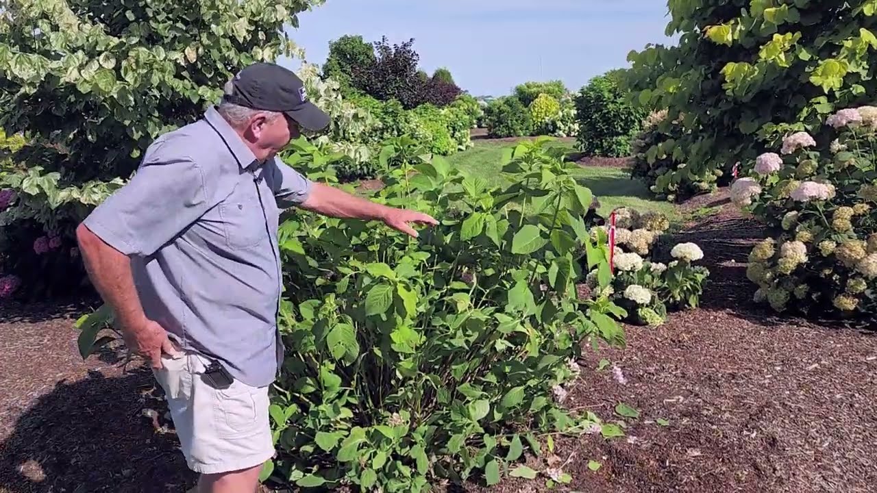 Как обрезать гортензии (головчатые или крупнолистные)