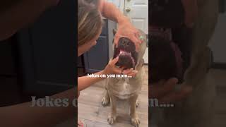 🐾🐾❤️❤️ #canecorso #puppytraining #puppy #bigdog #italianmastiff