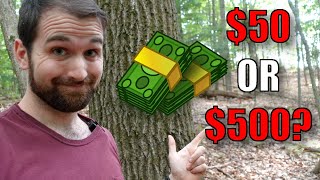 How Much Is a Tree Worth?