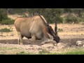 Bull Eland, coming to drink