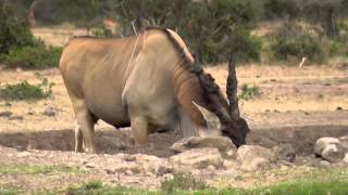 Bull Eland, coming to drink