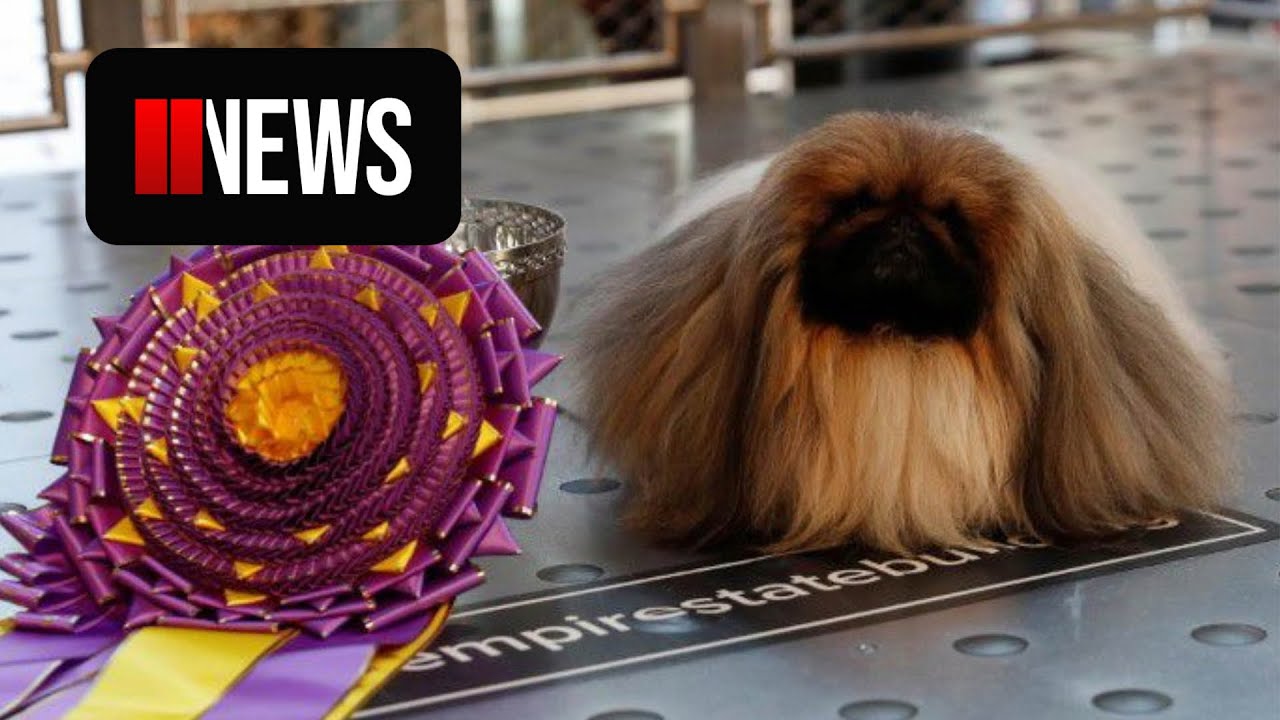 Wasabi Winner of the 2021 Westminster Dog Show YouTube