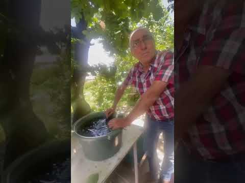 كيفية تحضير مربى الجوز