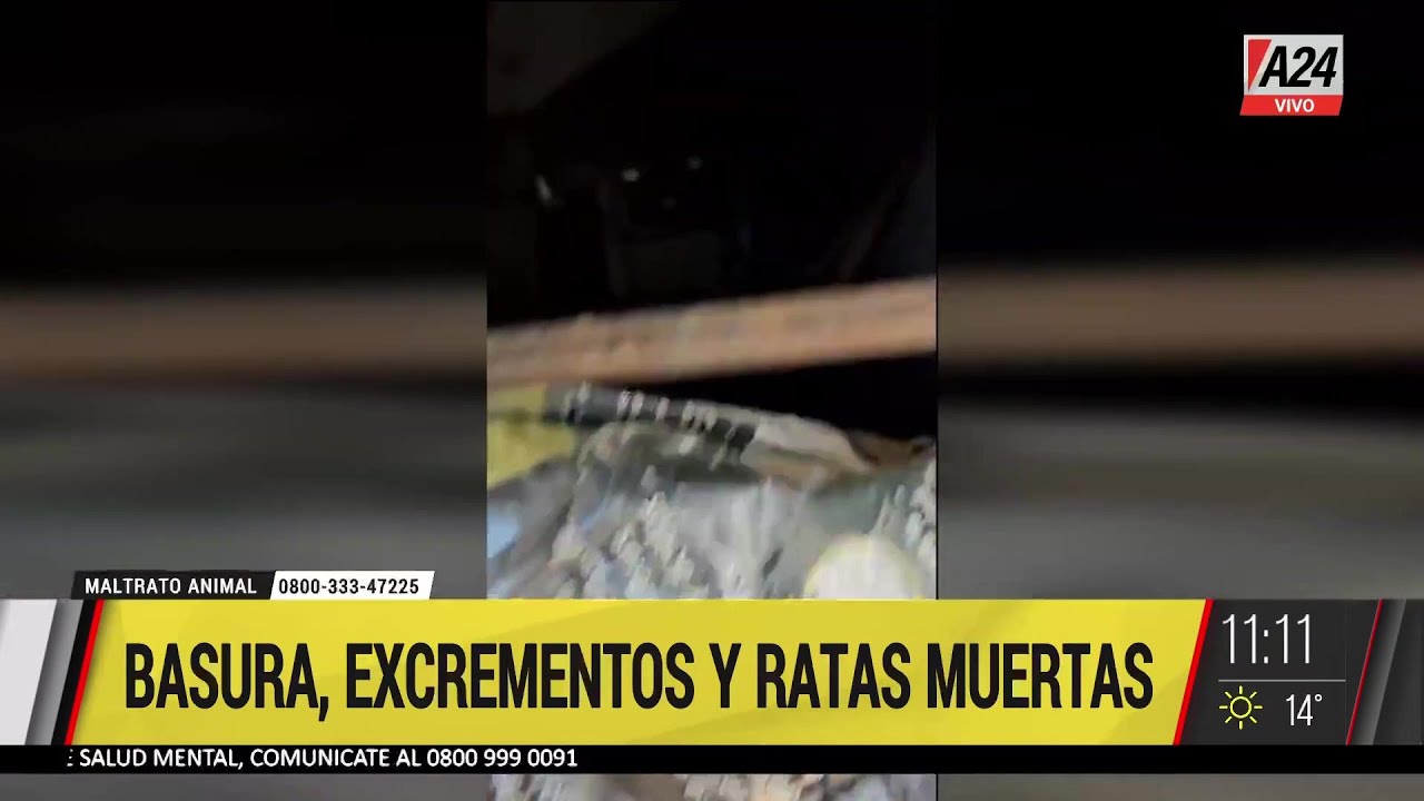 La escena del horror que encontraron dentro de la casa de Castelar con 27 perros hacinados