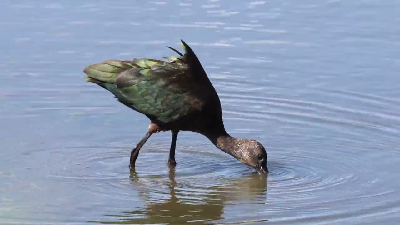 20240827 White faced Ibis