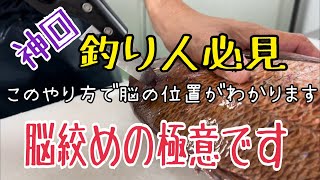 【神回】釣り人必見 脳絞めの極意です編 vol.507