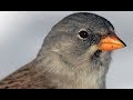 Pnkavk snn  whitewinged snowfinch  montifringilla nivalis