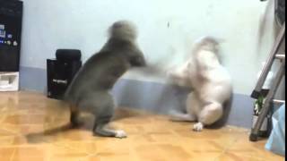 Cats Throw Punches at 1800 RPM's - Hold On Folks! screenshot 4