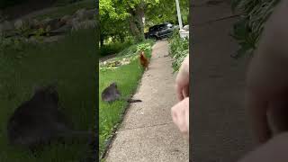 Cat vs Chicken