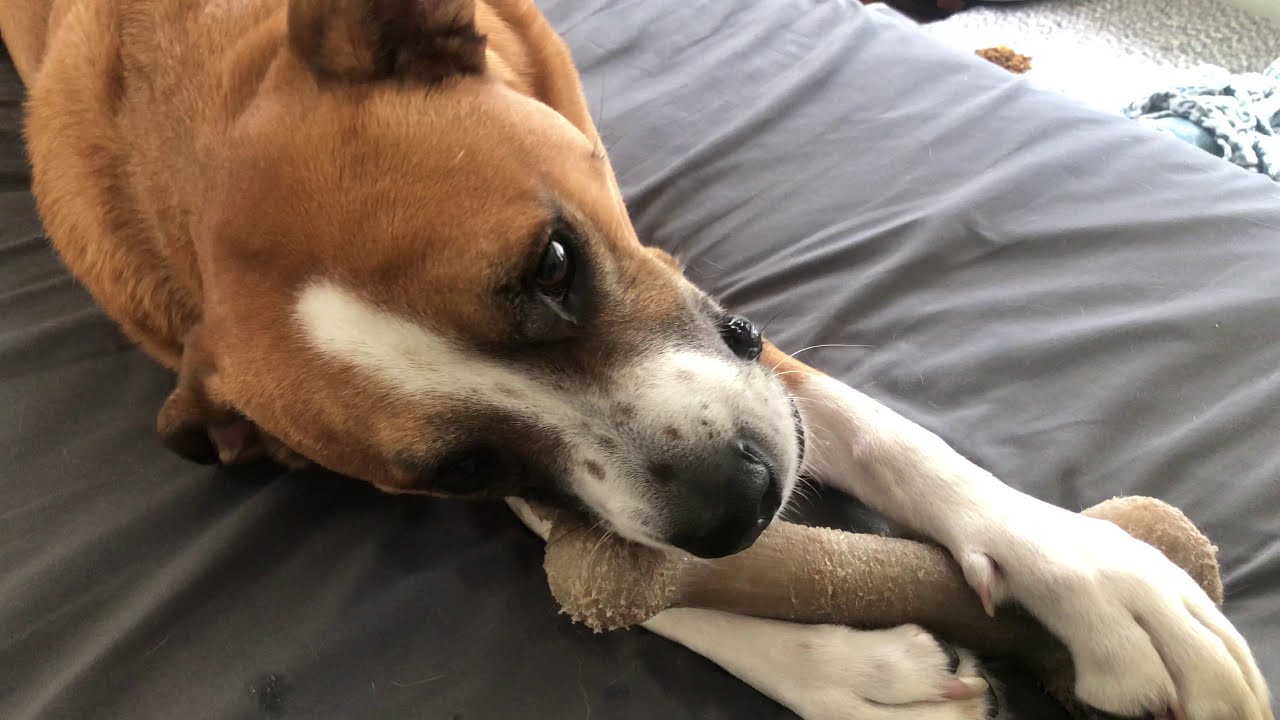 Lint Roll your dogs hair YouTube