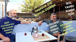 İki̇z Yavru Almak İçi̇n, Erkek Yavru Almak İçi̇n Bu Vi̇deoyu İzleyi̇n