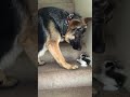 Helpful pup carries foster kittens upstairs