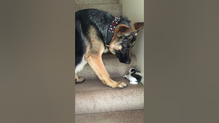 Helpful Pup Carries Foster Kittens Upstairs