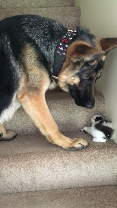 Helpful Pup Carries Foster Kittens Upstairs