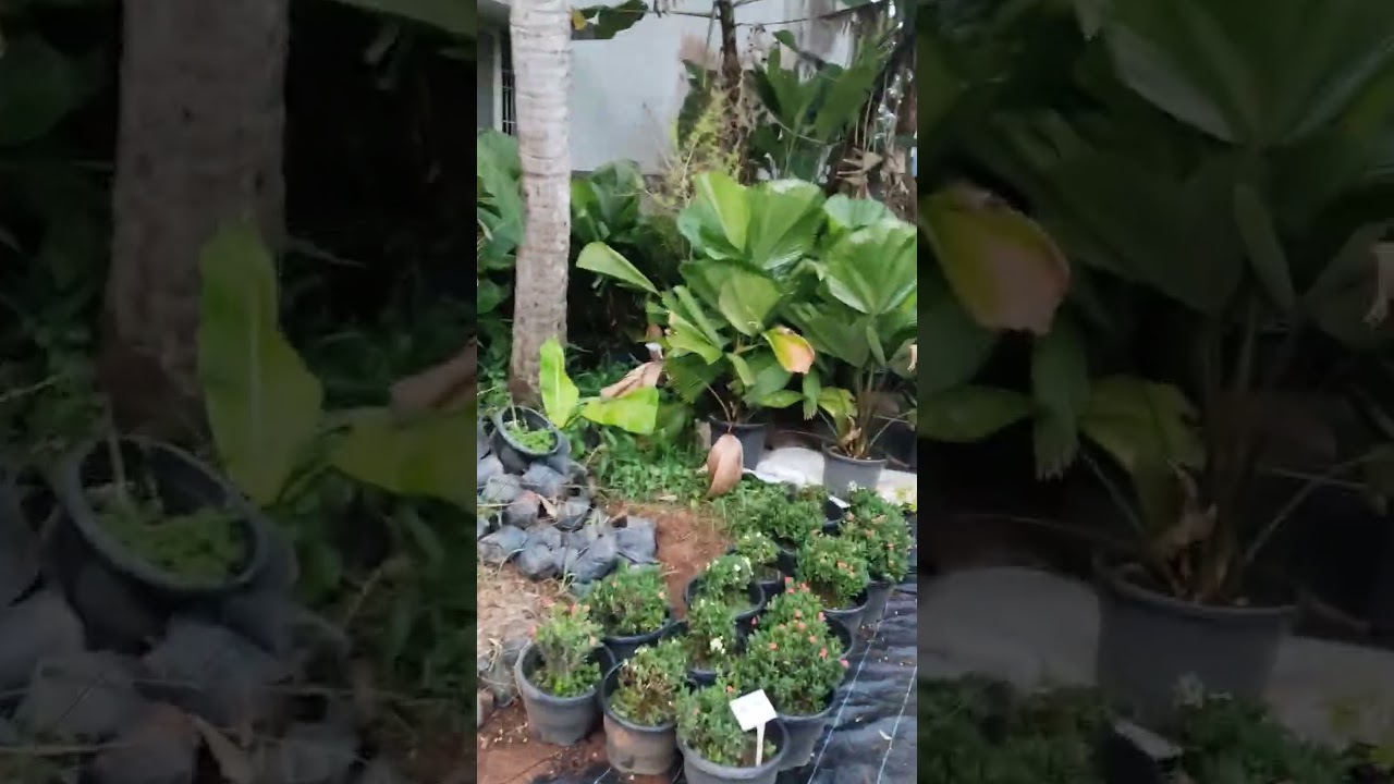 SFJ NURSERY GARDEN MATHICODE JN 