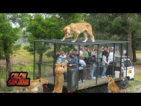 Video: Kebun binatang paling menarik di dunia
