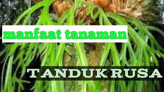 Inilah Kegunaan Tanaman Tanduk Rusa