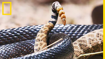 Est-ce que le serpent à sonnette est dangereux ?