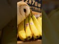 It finds a bunch of bananas, picks them up with its beak, and carefully places them into its cart.