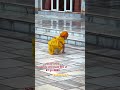 #gurudwarasahib #alhoransahib #waheguru #barsismagam #2025 #shorts #trending #reels #yt #youtube
