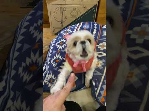 ピンク帽子名犬レッスン #dog #シーズー