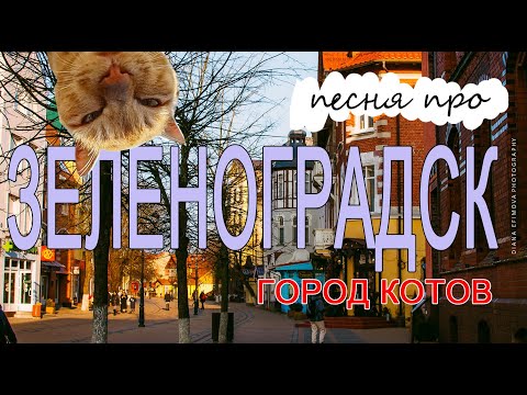 Зеленоградск - город котов. Нейросеть придумала песню по моим фотографиям