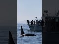 Big Male Orcas Swimming by whale watch boats image