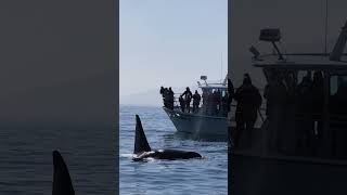 Big Male Orcas Swimming by whale watch boats image
