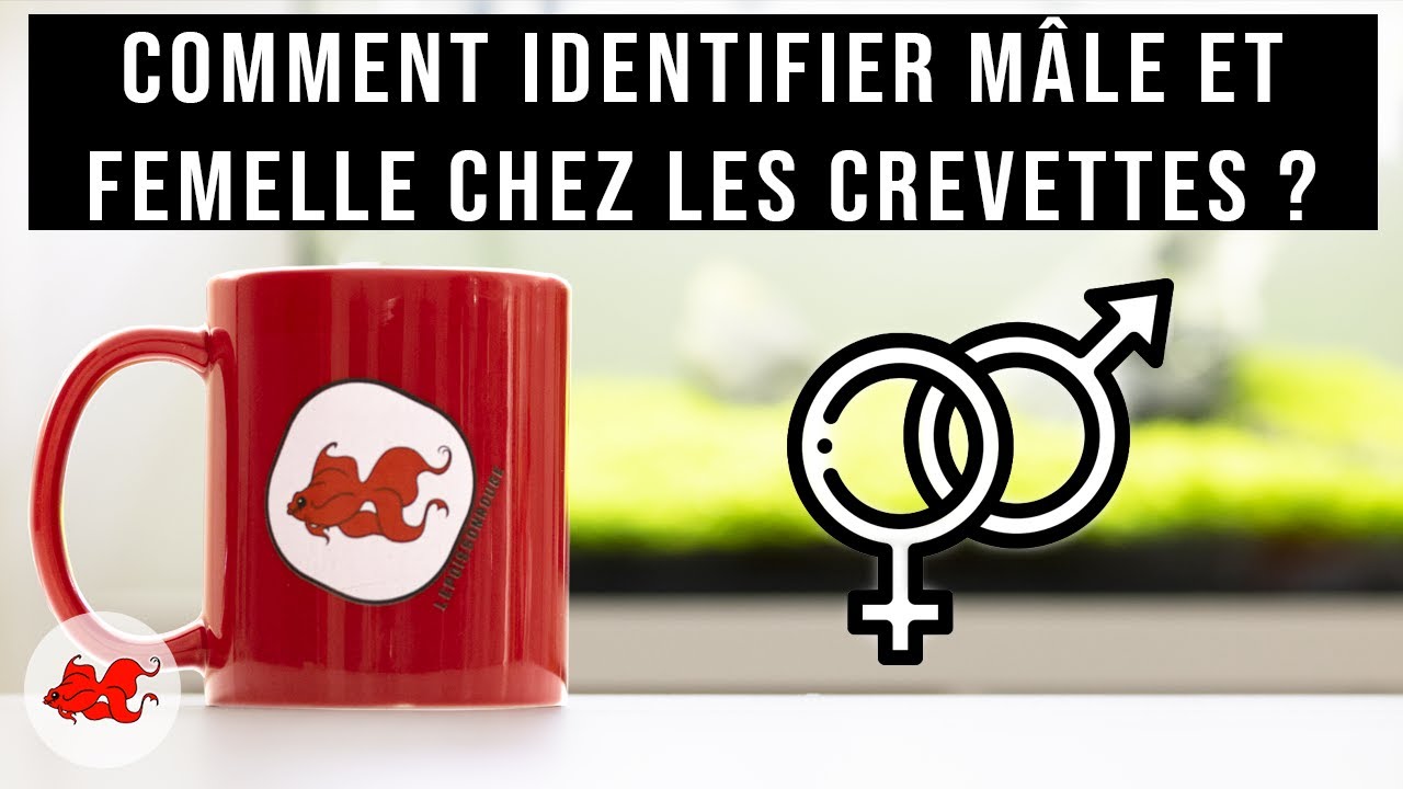 Aqua Tea' Comment identifier mâle & femelle crevette? YouTube