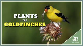Grow These Plants To Get Goldfinches In Your Yard!