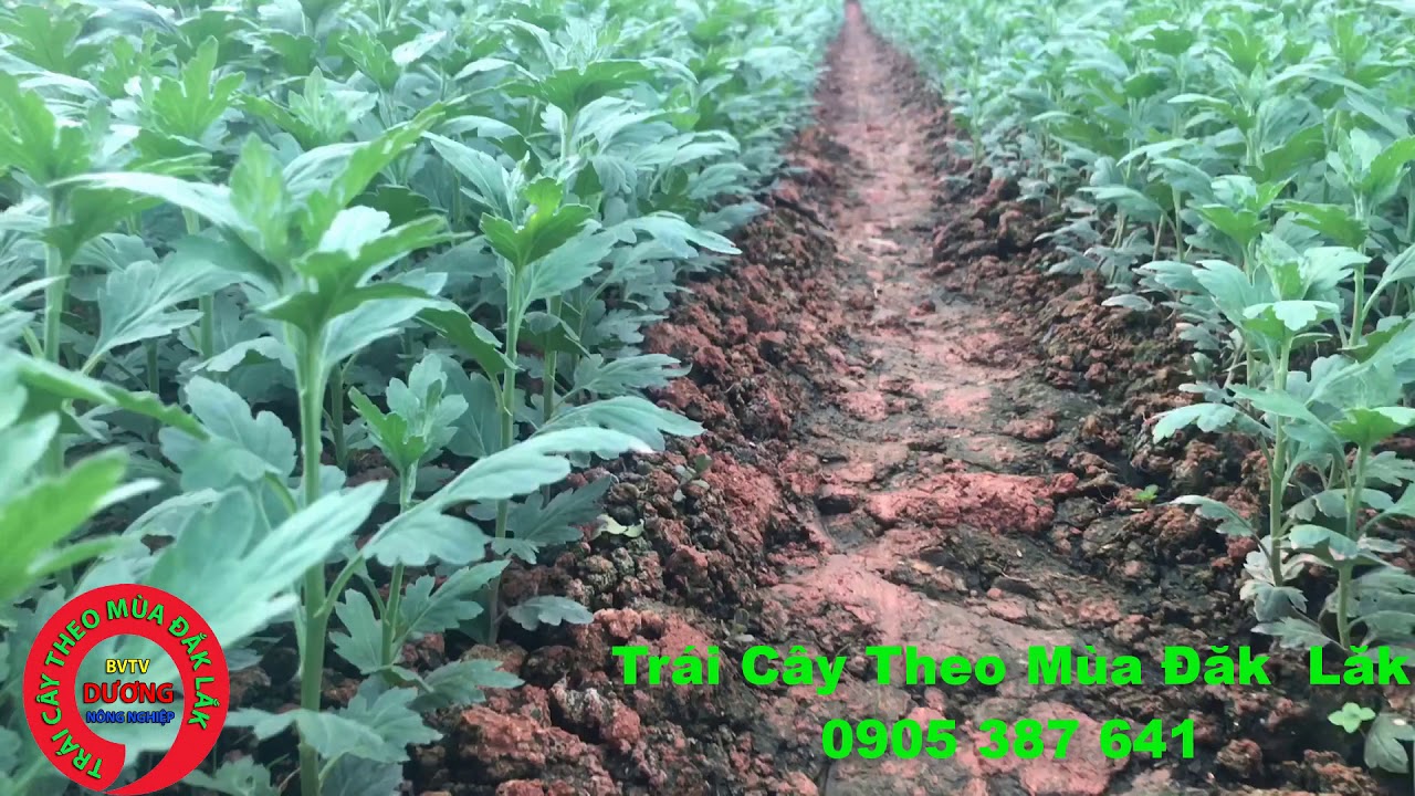 Phòng Bệnh, Thán Thư , Vàng Lá , Héo Xanh Trên Cây Hoa Cúc Giai Đoạn Cây Con