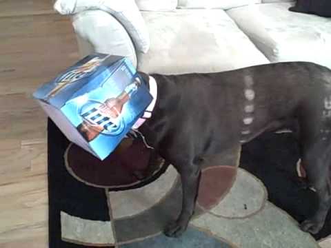 miller lite dog collar